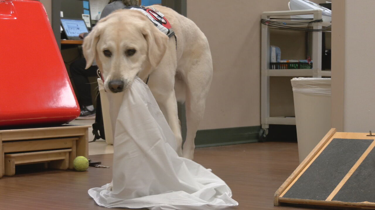 Comforting facility dog retiring after 5 years at UofL Health
